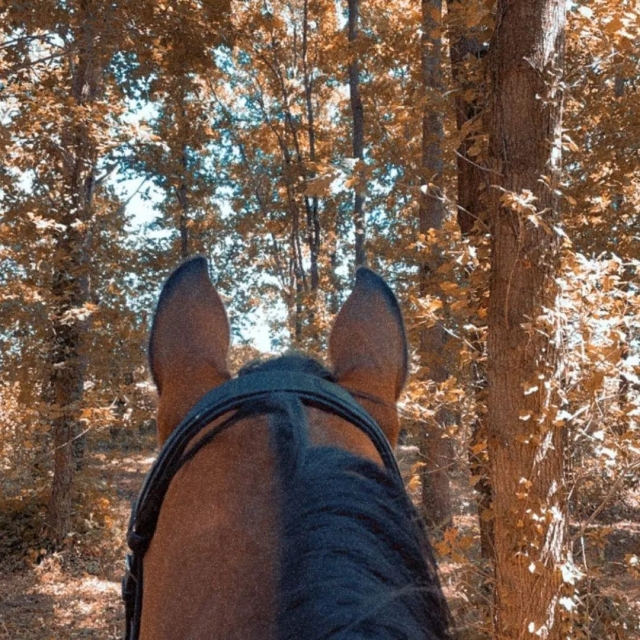  Passeggiate a cavallo in autunno 