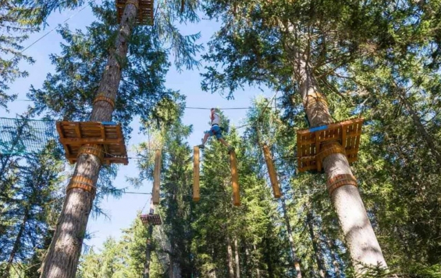 Black tree climbing courses 