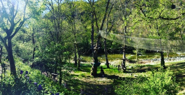  Cross the rope bridge during a tree climbing session 