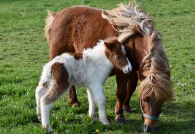 Nos poneys vous attendent pour une balade exceptionnelle