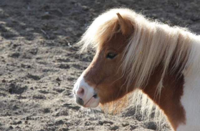 Poney  pour notre balade équestre