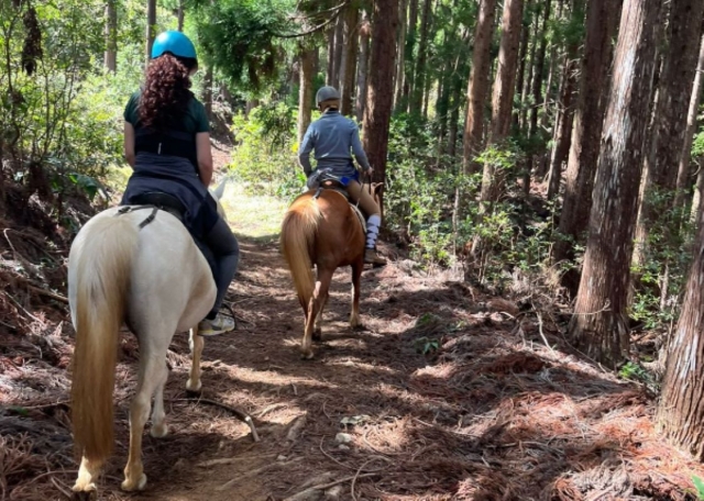  Cabalgata en el bosque 