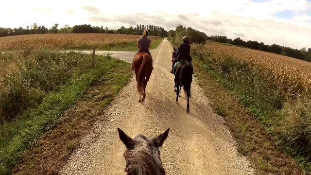 Segui la guida durante questa passeggiata a cavallo 