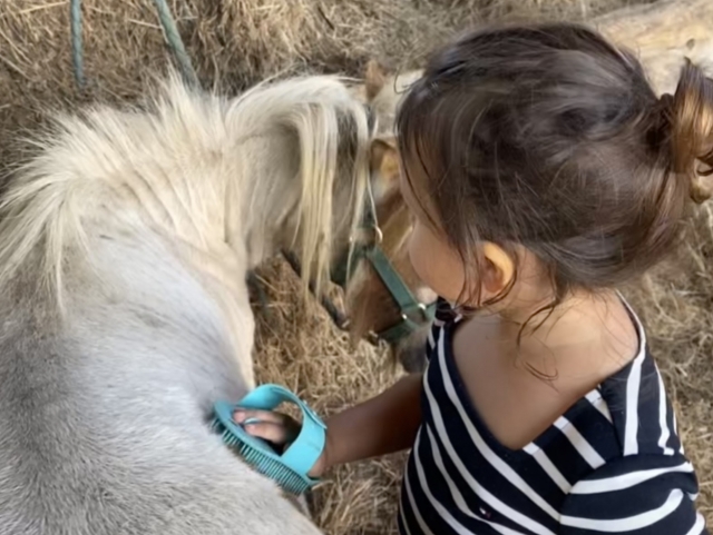 Brosser son poney permet de créer un lien avec lui