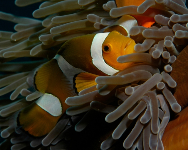Poisson clown dans son anémone