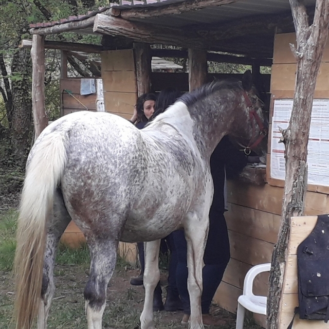  At the stable
