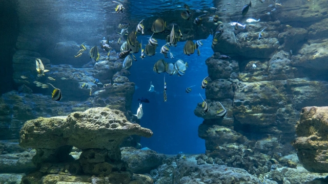Tropische Fische wirbeln in ihrem Becken 