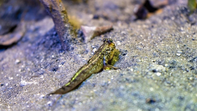  Tiere der Mangroven 