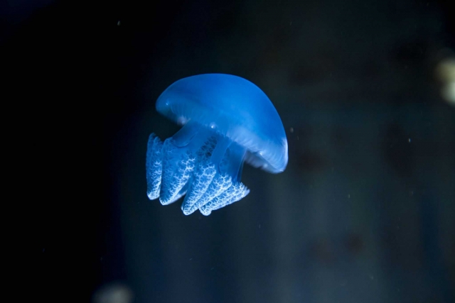  Unser Exklusives: das Medusarium 
