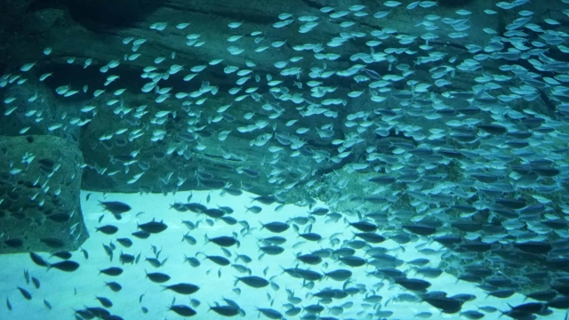  Sardinenschwarm im Haifischbecken 