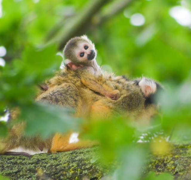 Un bébé capucin sur son perchoir