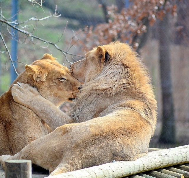 Les lions aussi fêtent la Saint-Valentin