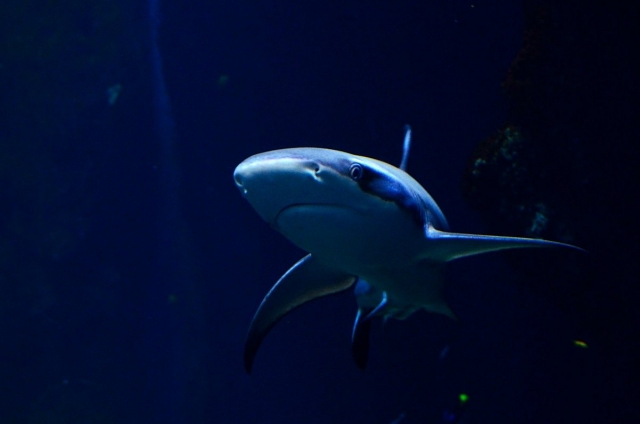  Squalo oscuro nell'acquario di Lione 
