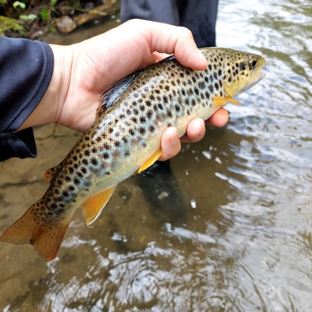  Corso di pesca che ti permetterà di effettuare le tue prime catture 