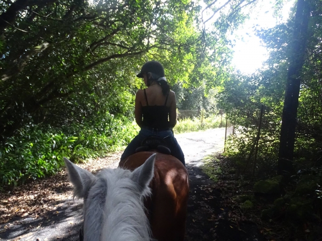Balade à cheval - Verger à Saint-Benoît 45 min