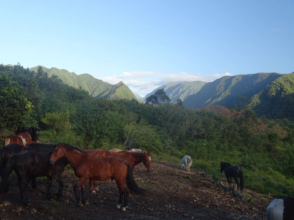 Vivez un beau moment à cheval dans un panorama idyllique Vivez un beau moment à cheval dans un panorama idyllique