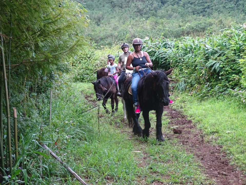 Vivez des sensations uniques au dos du cheval à la Réunion Vivez des sensations uniques au dos du cheval à la Réunion