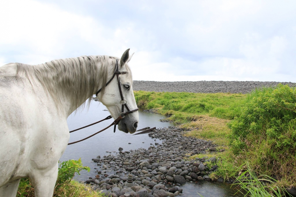 Réservez votre balade à cheval sur l'Ile de la Réunion Réservez votre balade à cheval sur l'Ile de la Réunion
