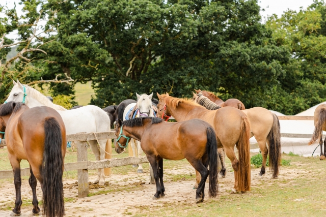  Nuestros caballos te esperan en nuestro centro ecuestre