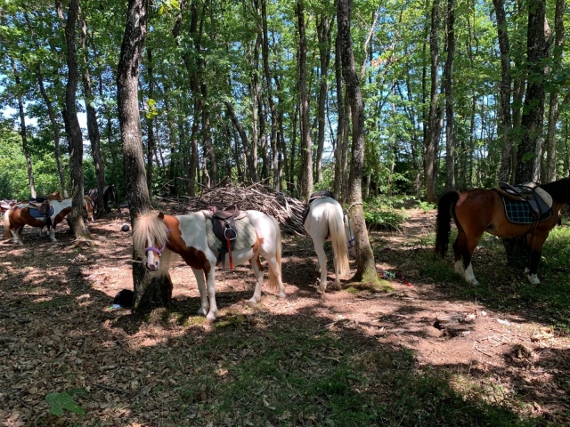 I pony ti aspettano all'ombra 