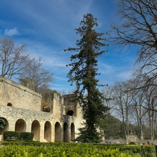 Le séquoia centenaire du parc