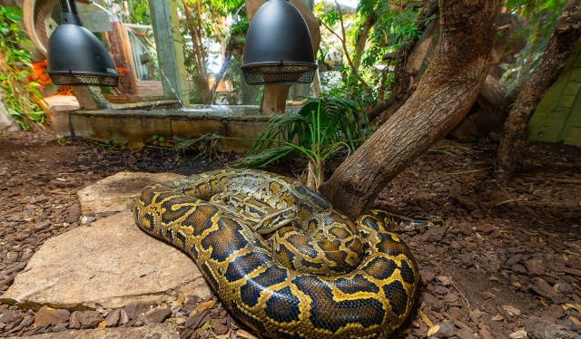  Descubre los reptiles más grandes 