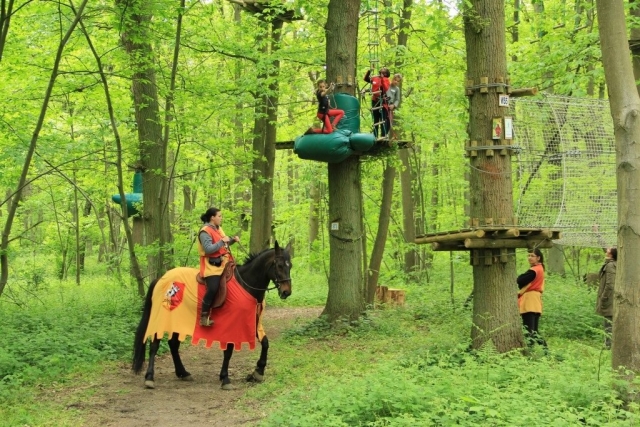 Découvrez les chevaux du parc