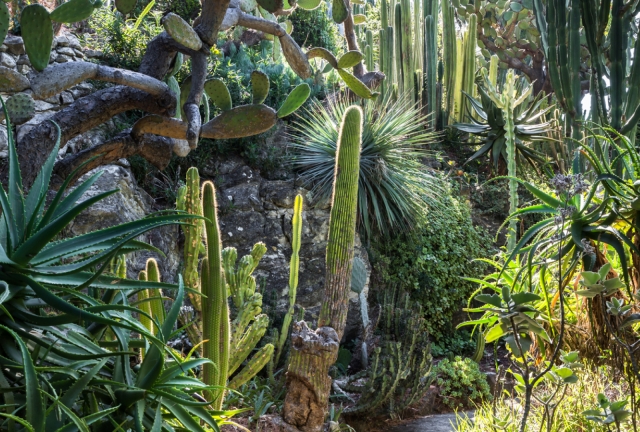  The exotic garden in all its splendor 