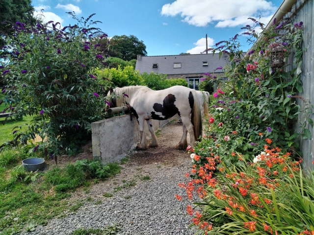Préparation des chevaux avant la balade