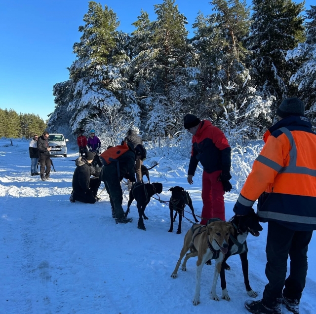 Préparation des chiens avant de partir 