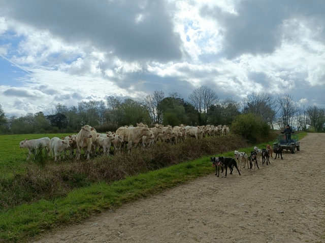  Mushing-Erlebnis in Bromont Lamothe 