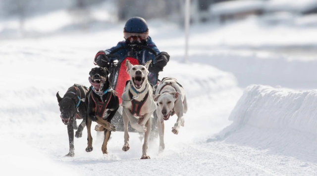 Tour mushing à la Châine des Puys - 1h30 - Adulte