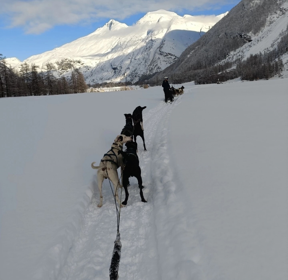 Expérience de mushing à Bromont Lamothe Expérience de mushing à Bromont Lamothe