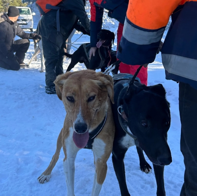 Rencontrez nos amis canins avant de partir dans la neige