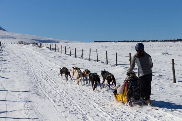 Tour mushing à la Châine des Puys - 1h30 - Enfant