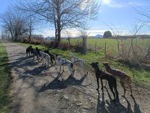 Hunde bereit für die Kartfahrt 