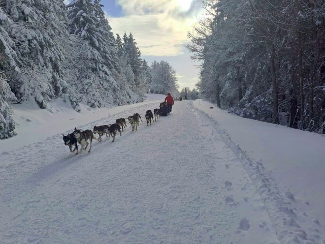  享受雪橇骑行在阿尔卑斯山