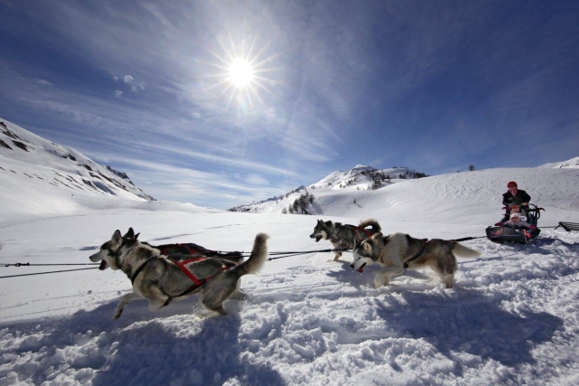  Explore the Ubaye Valley with our huskies 