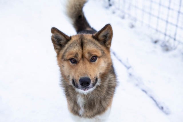 Come and meet our sled dogs