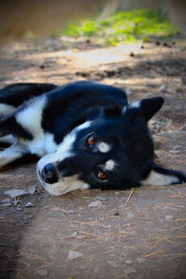  Unsere Hunde ruhen sich nach dem Spaziergang aus 