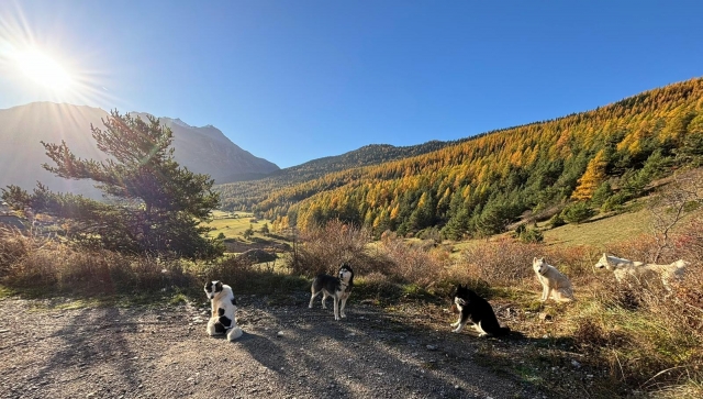  Cani-Wandererlebnis in Provence-Alpes-Côte d'Azur 