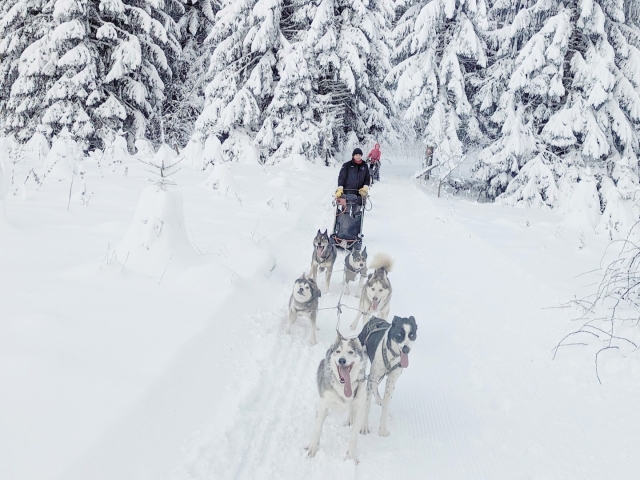 Baptême de mushing dans les Alpes