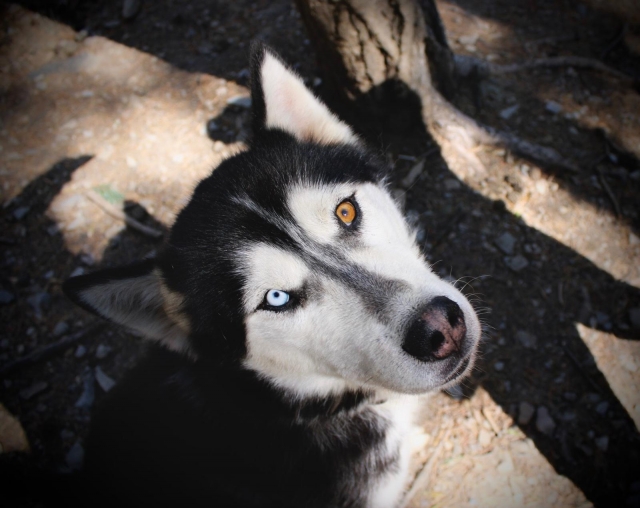 Conoce a nuestros preciosos perros nórdicos 