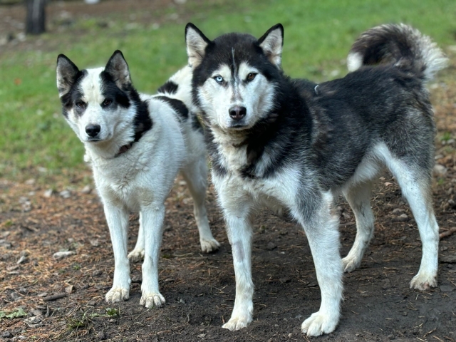  Aprende un poco más sobre la historia del mushing 