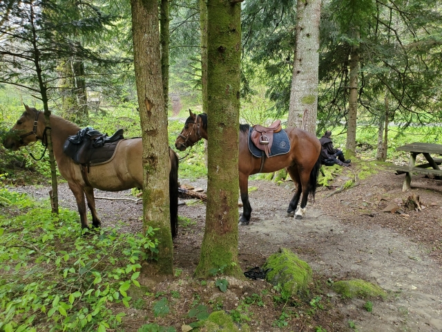 Caballos listos para el paseo 
