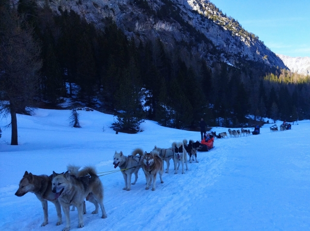 Baptême de mushing dans les Hautes-Alpes
