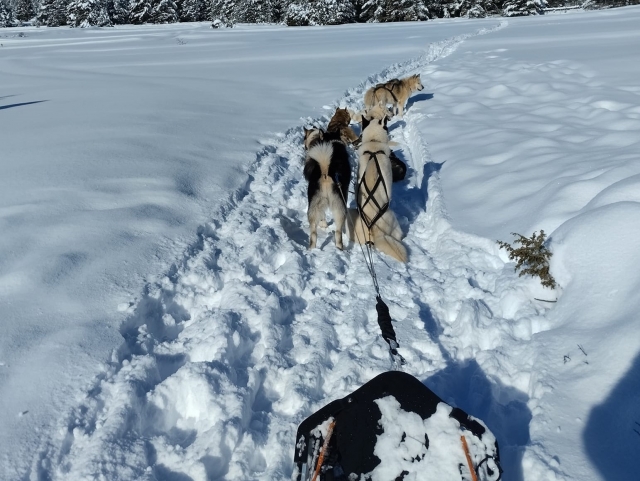 Expérience de mushing dans les Alpes