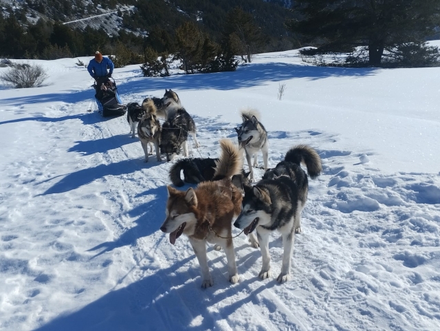 Mushing dans les Hautes- Alpes