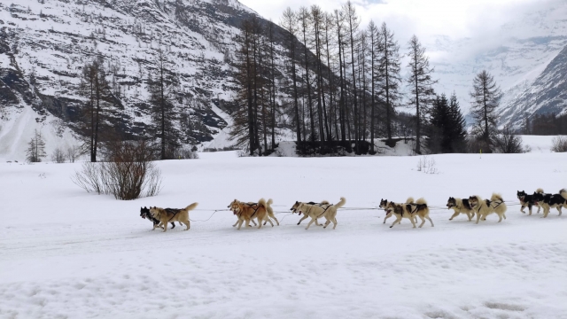 Meute de chiens nordiques en train de tirer du traîneau