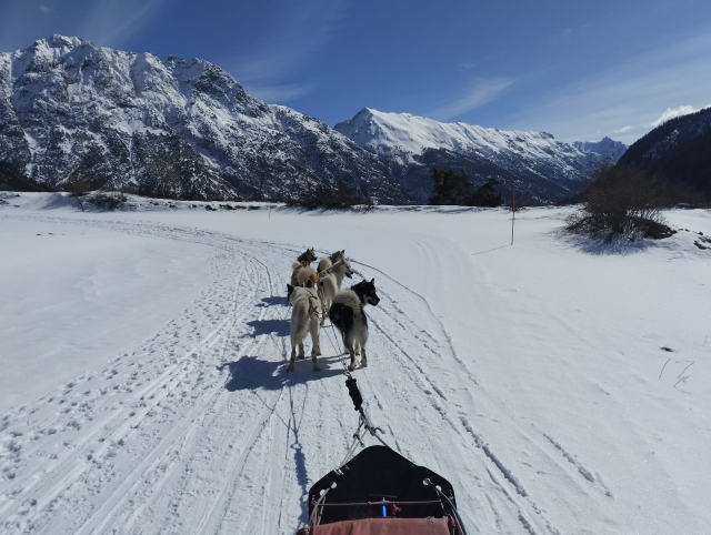  Perros tirando de un trineo en los Alpes